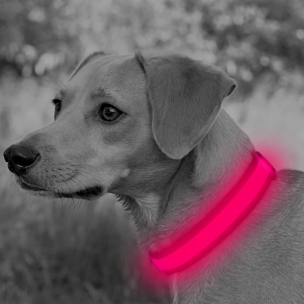 BSEEN USB Rechargeable Light Up Mesh LED Dog Collar - BSEEN Direct