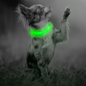 LED Dog Collar for Small Dogs and Cats - BSEEN Direct