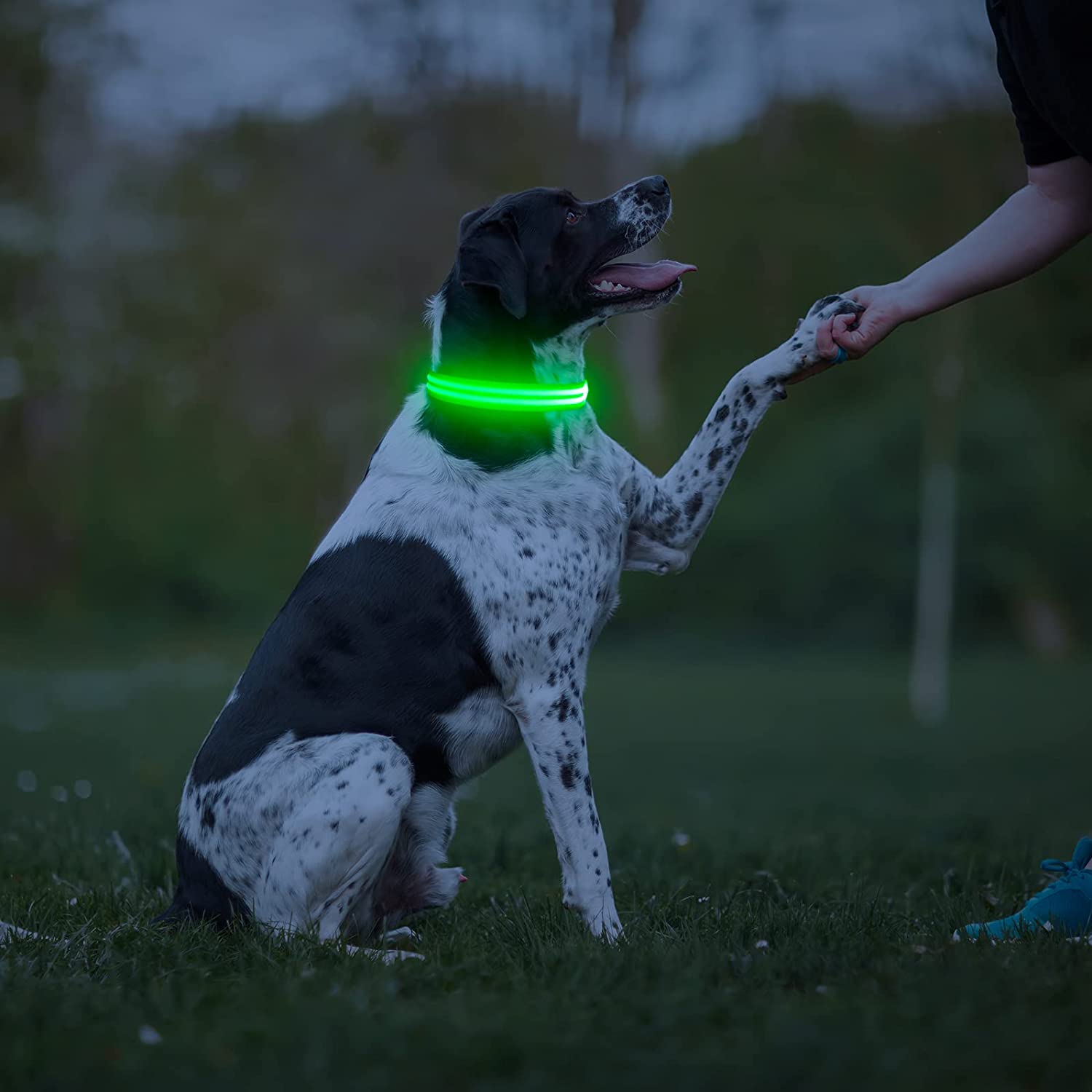 BSEEN Rechargeable LED Dog Collar, Adjustable Light Up Dog Collar Glow in The Dark - BSEEN Direct