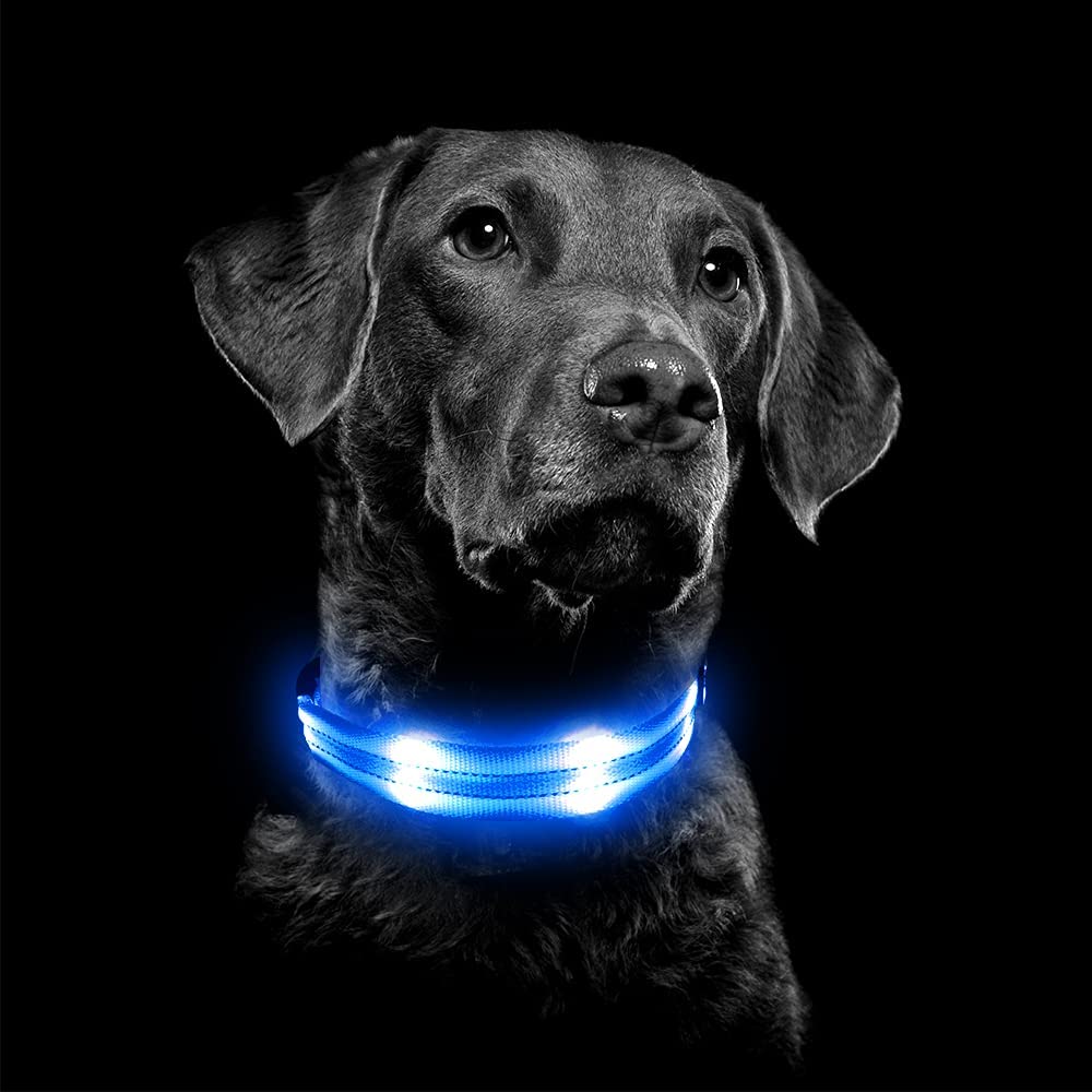 BSEEN Double-Line LED Dog Collar - BSEEN Direct