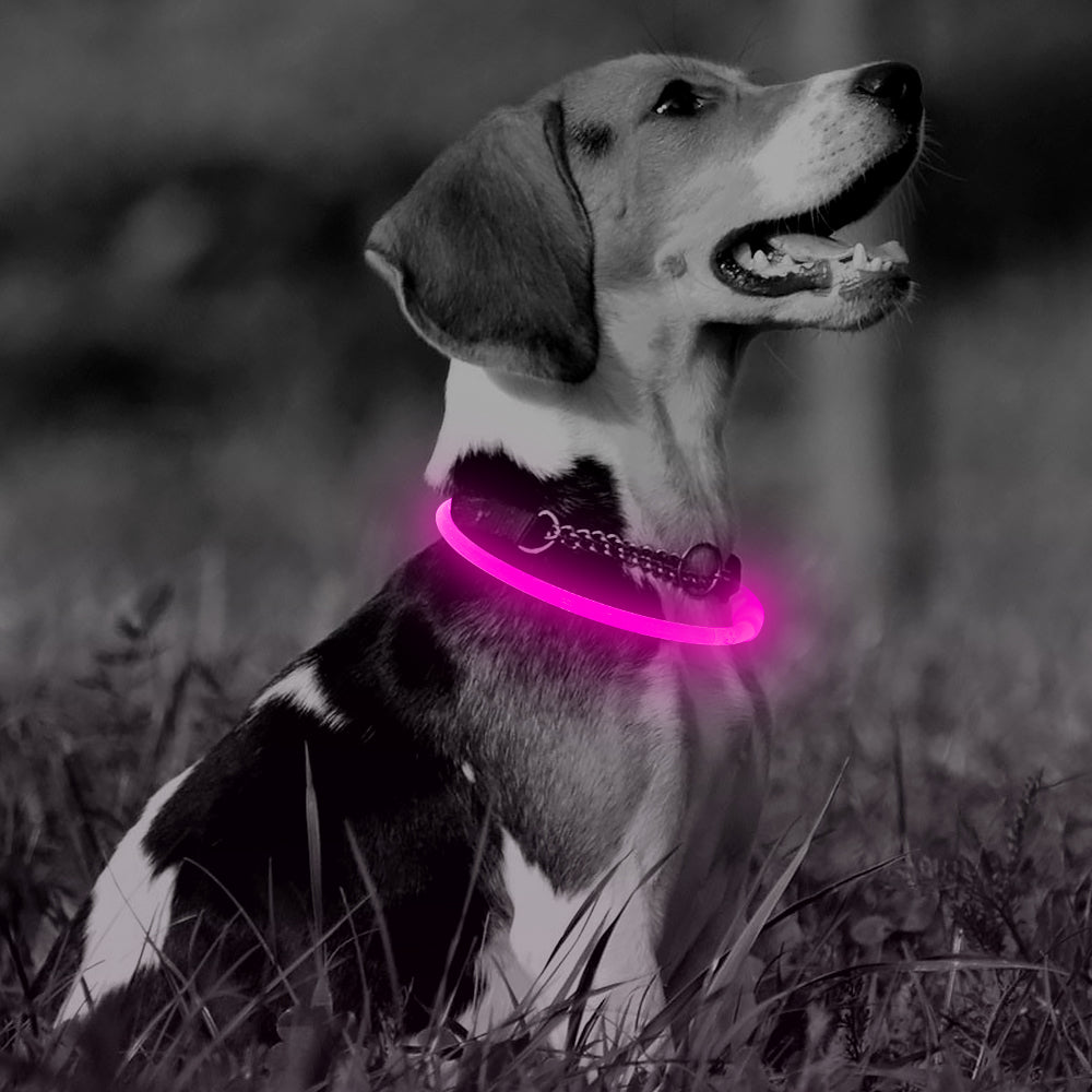 LED Dog Collar Cuttable Size USB Rechargeable BSEEN BSEEN Direct